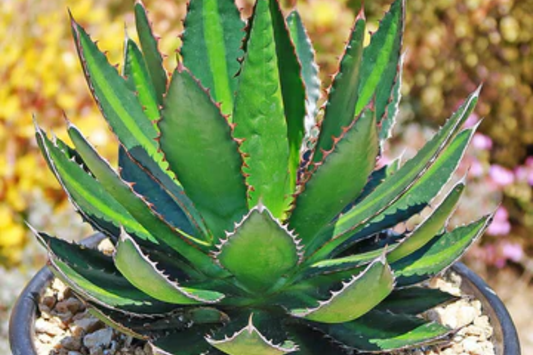 Agave Lophantha 'Splendida' - Rare Center Stripe Agave Succulent - 3" Tall Starter Plant - Exotic & Hardy