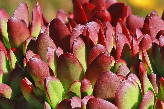3 x Crassula Platyphylla Burgundy Unrooted Cuttings (1.5" Diameter) - Color Varies with Light - Succulent Starter