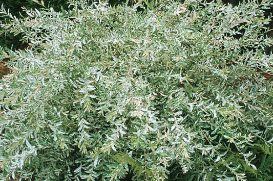 25+ Nishiki Dappled Willow Tree Cuttings (8-10") for Propagation - Fast Growing, Easy to Root in Water or Soil