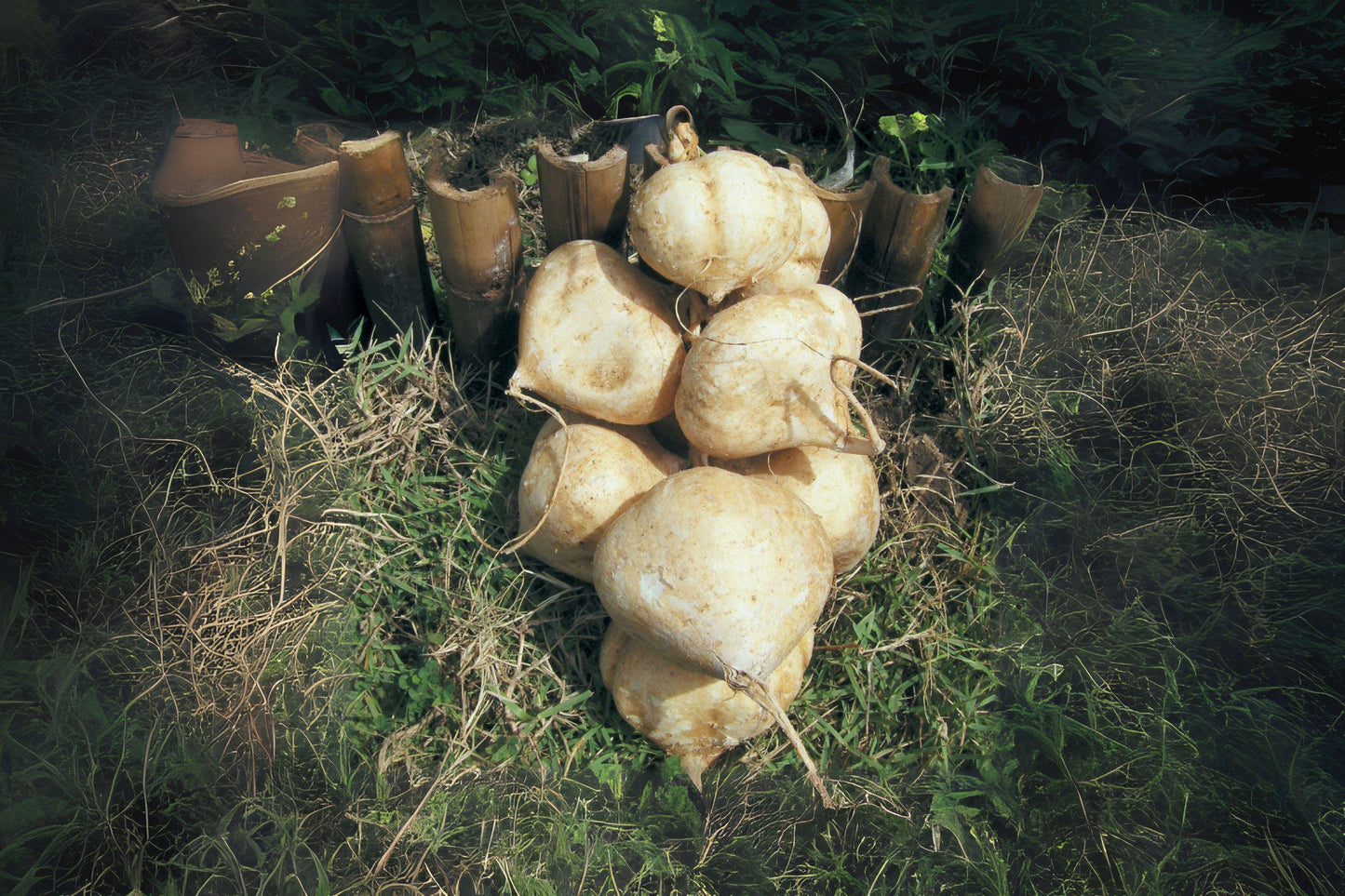 True Jicama Seeds: Heirloom Climbing Vine for Salads & Snacks (10 Seeds)