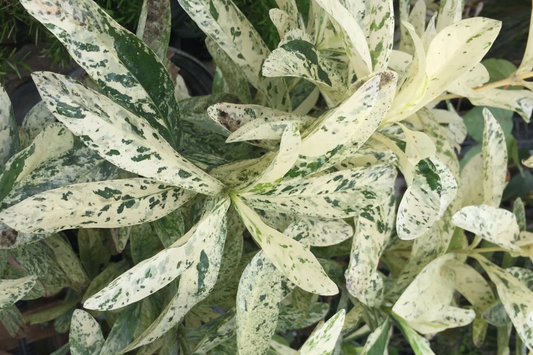 Thai Snow Ixora Variegated White Flower - Rooted Starter Plant (2-8" Tall) - Tropical Houseplant, Healthy Arrival Guaranteed