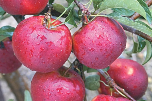 6 Pixie Crisp Apple Tree Scion Cuttings (6-10") for Grafting/Rooting - Fresh Premium Wood from High-Yield Trees
