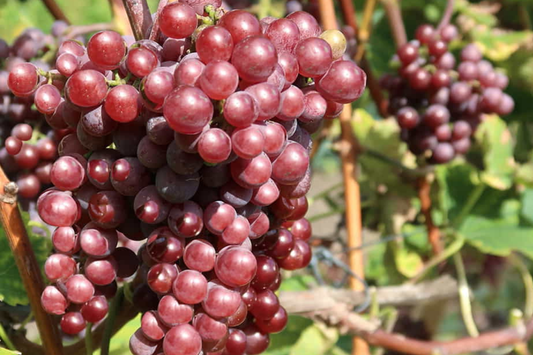 Catawba Grape Vine Cuttings - 7 Fresh 10" Stems (2-3 Nodes) for Rooting/Grafting - 2024 Harvest, Hardy & Productive Vines