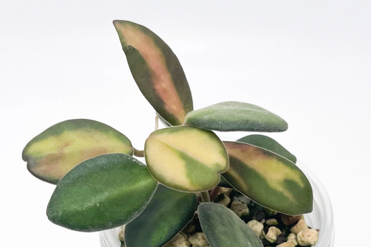 Uncommon Hoya Burtoniae Inner Variegated - Exact Plant "A" in 4" Hanging Pot - Rare Variegated Hoya Houseplant