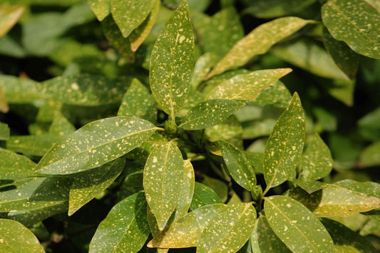 5 Gold Dust Aucuba Shrub Cuttings (6") for Rooting - Green Shrubbery with Speckled Foliage, Easy to Propagate