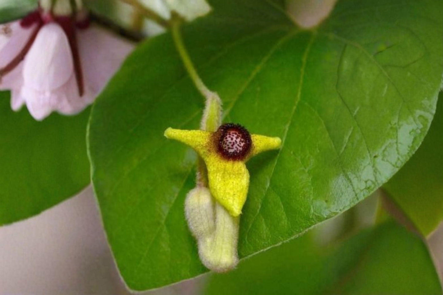 10 Woolly Dutchmans Pipevine Seeds – Aristolochia tomentosa – Native Vine – Butterfly Host Plant – Shade Tolerant