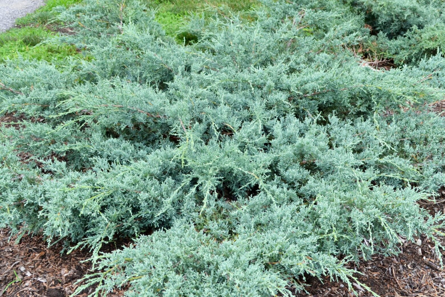 10 Fresh Cuttings Grey Owl Spreading Juniper (5-7") - Silvery Grey Evergreen Shrub, Drought Tolerant