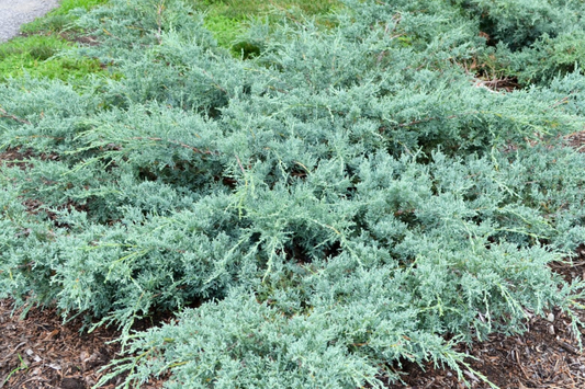 10 Fresh Cuttings Grey Owl Spreading Juniper (5-7") - Silvery Grey Evergreen Shrub, Drought Tolerant
