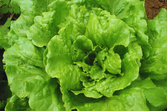 Batavian Iceberg Lettuce Seeds - 1200+ Non-GMO Vegetable Seeds - Lactuca sativa - USA Grown