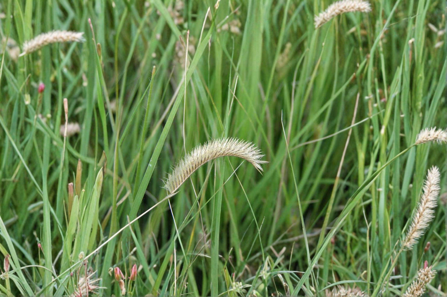 100 Blue Grama Grass Seeds – Bouteloua gracilis – Native Prairie Grass – Drought Tolerant – Lawn Alternative