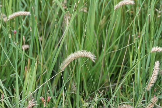 100 Blue Grama Grass Seeds – Bouteloua gracilis – Native Prairie Grass – Drought Tolerant – Lawn Alternative