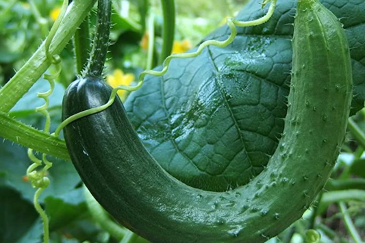10 Seeds Chinese Snake Cucumber | Curved Heirloom Cucumber Seeds for Planting | Crisp & Refreshing | Heat Tolerant | Unique Long Shape
