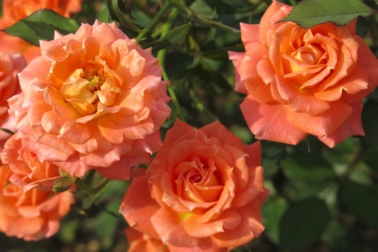 Gingersnap Rose 1.5 Gal Potted - Bright Orange Reblooming Floribunda with Light Fragrance