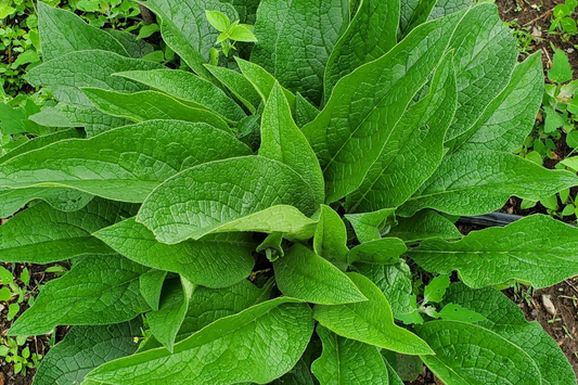 Large Live Russian Comfrey Crown Cuttings - Bocking #14 (5 Pack), 1-2" Shoots & Roots, Freshly Dug, Soil Builder, Permaculture Plant