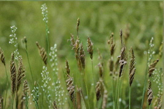 300 Sweet Vernal Grass Seeds: Fragrant Meadow Perennial