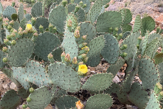 Opuntia Engelmannii Cactus Cutting (6-9 Inches) - Yellow Flowers, Prickly Pear, Rootone Treated