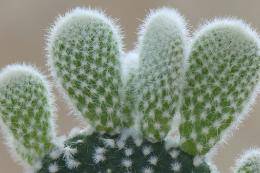 Bunny Ear Cactus (Opuntia microdasys) Live Succulent Plant - 6" Starter Cactus, Easy Care, Indoor/Outdoor