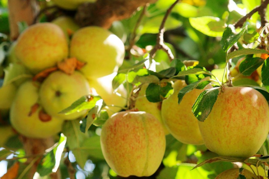 3 Honeygold Apple Fruit Tree Scions 6-10" for Grafting or Rooting - Fresh Cuttings from High-Yield Trees