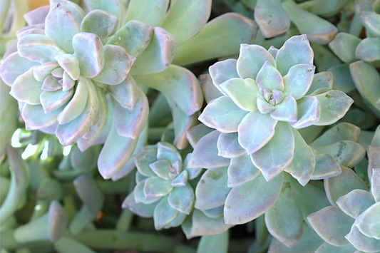 Graptopetalum Ghost Plant 4"-6" Fresh Healthy Rooted Succulent - Graptosedum Paraguayense