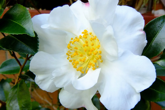 4 Pink "˜n Yellow Camellia Sasanqua Cuttings (5"+) - Shishi Gashira Evergreen Shrub
