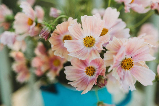 Apricot Lemonade Cosmos Seeds - 200+ Flower Seeds - USA Grown -  - Butterfly Attractor - Cut Flowers - Easy to Grow