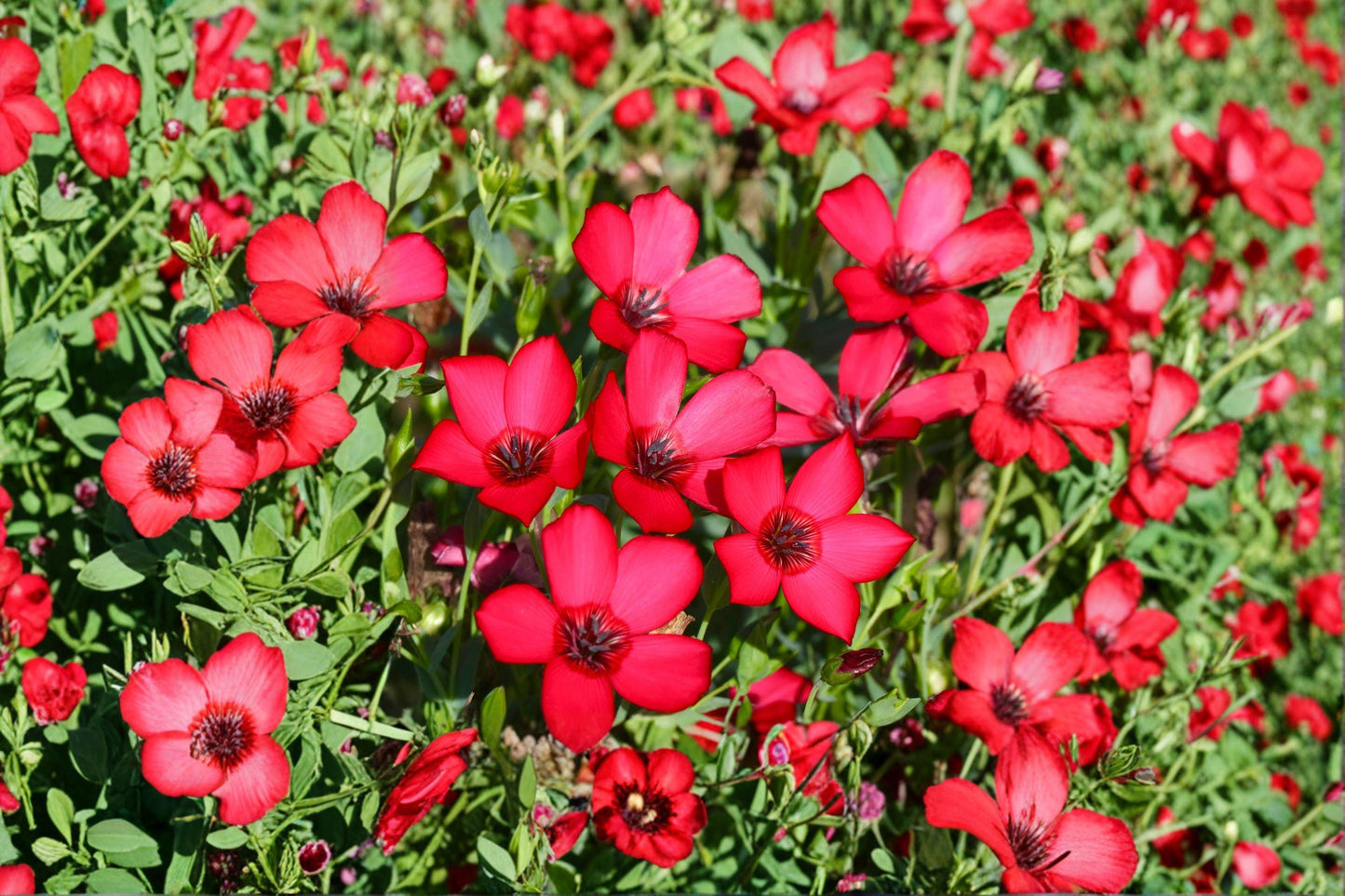 100 Scarlet Flax Seeds – Linum grandiflorum rubrum – Red Wildflower – Annual Flower – Garden Bloom