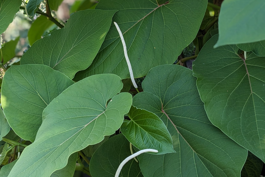 2 Piper Auritum Root Beer Plants (Hoja Santa) - Edible Mexican Pepperleaf, Ornamental