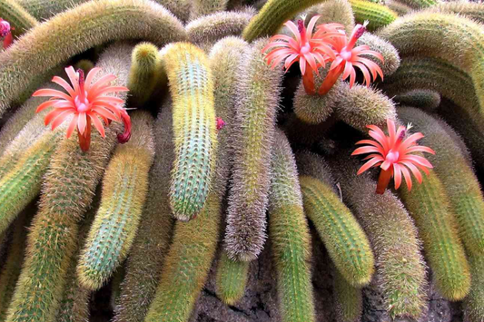 Monkey Tails Cactus 5" Top Cutting - Unique and Rare Cactus for Your Collection