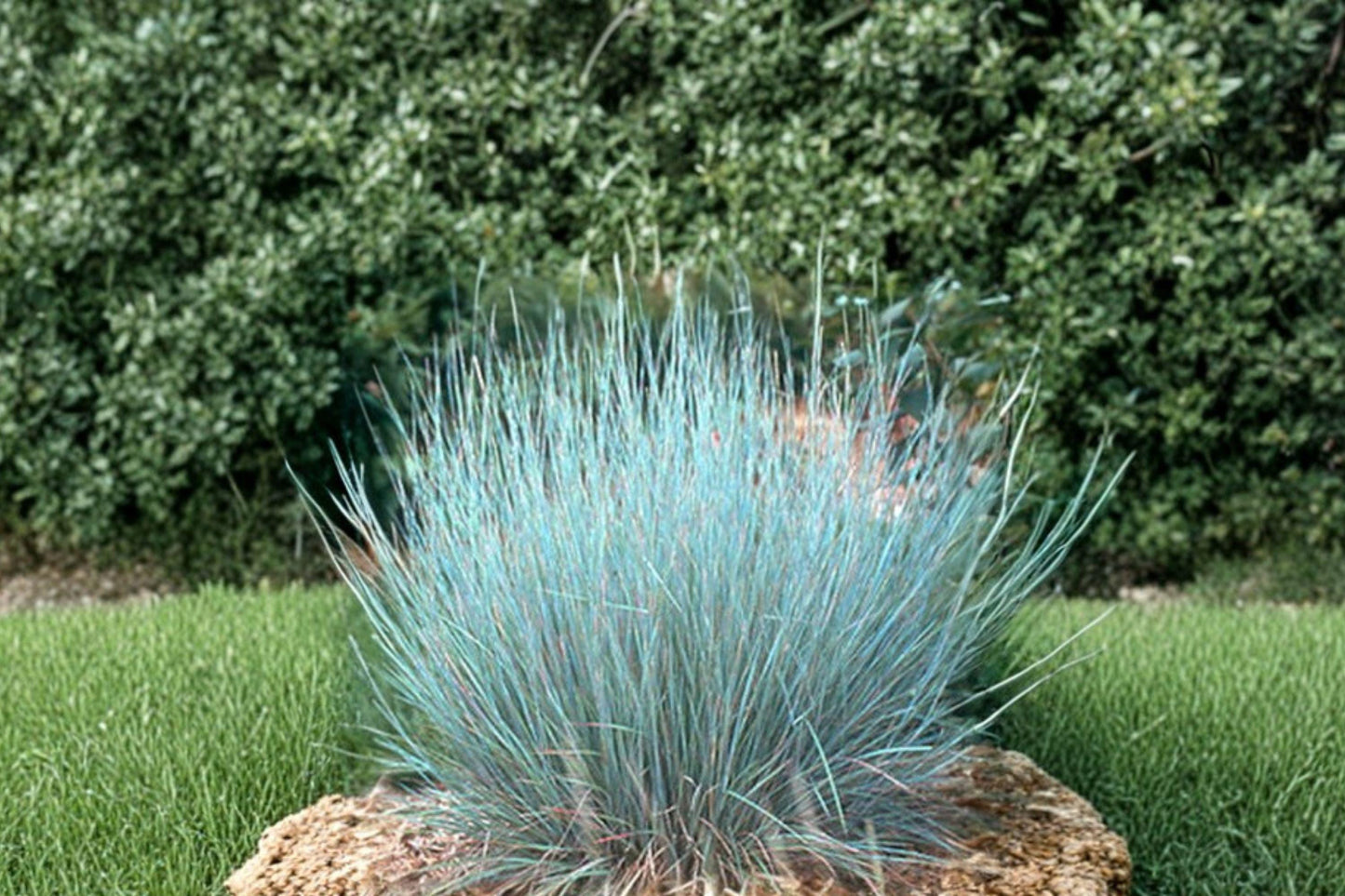 100 Little Bluestem Seeds – Schizachyrium scoparium – Native Prairie Grass