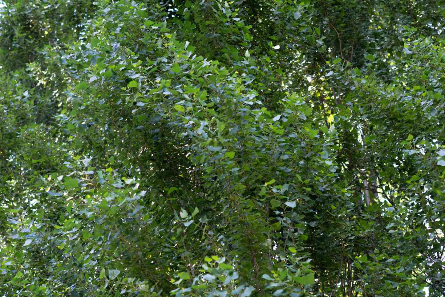 2 Lombardy Poplar Trees Live Cuttings - Rare, Fast-Growing Privacy Trees