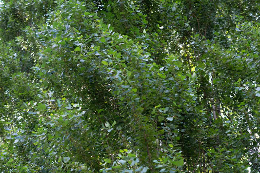 2 Lombardy Poplar Trees Live Cuttings - Rare, Fast-Growing Privacy Trees