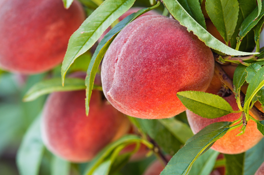 3 Reliance Peach Fruit Tree Scion Cuttings 10-12" Non-Rooted for Grafting or Rooting