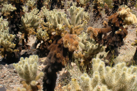 Cylindropuntia Bigelovii Teddy Bear Cholla Cactus Cutting Segment (3-5" Long)