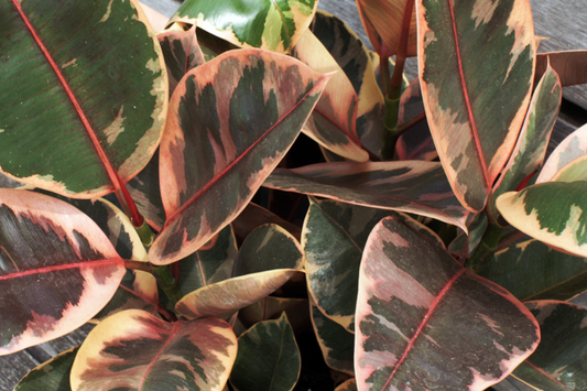 Ruby Rubber Plant Ficus elastica 'Ruby' - 3 Fresh Cuttings, 12" Long Starter Plant