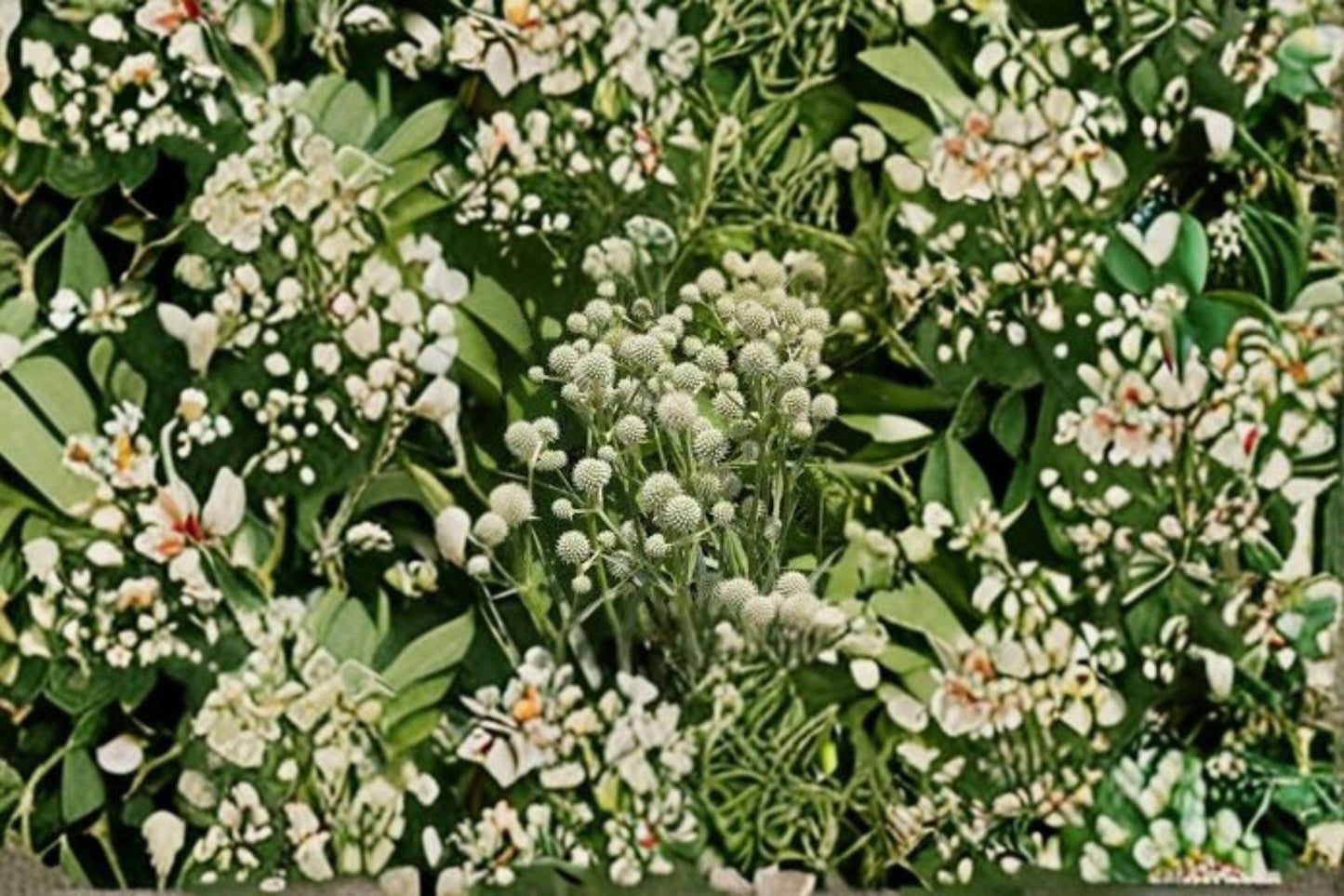 100 Seeds Eryngium yuccifolium (Rattlesnake Master) – Native Prairie Wildflower, Pollinator & Drought-Tolerant Plant