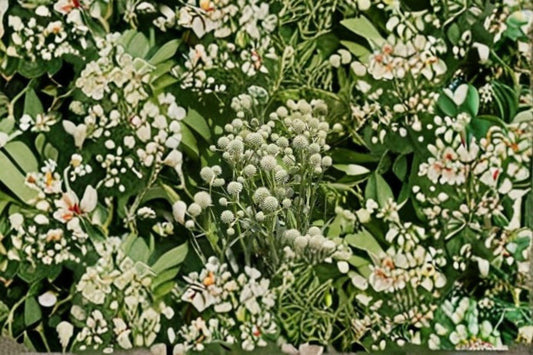 100 Seeds Eryngium yuccifolium (Rattlesnake Master) – Native Prairie Wildflower, Pollinator & Drought-Tolerant Plant