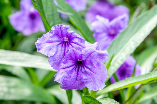 Mexican Petunia 10 Fresh Cuttings - Perennial Butterfly & Hummingbird Magnet - Easy to Grow, Hardy Plant