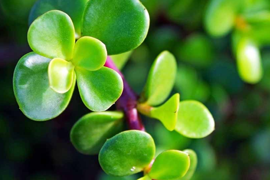 Elephant Bush (Portulacaria Afra) | 11 Fresh Cuttings (7-12") | Dwarf Jade Succulent | Green & Red Stems | Easy to Grow |