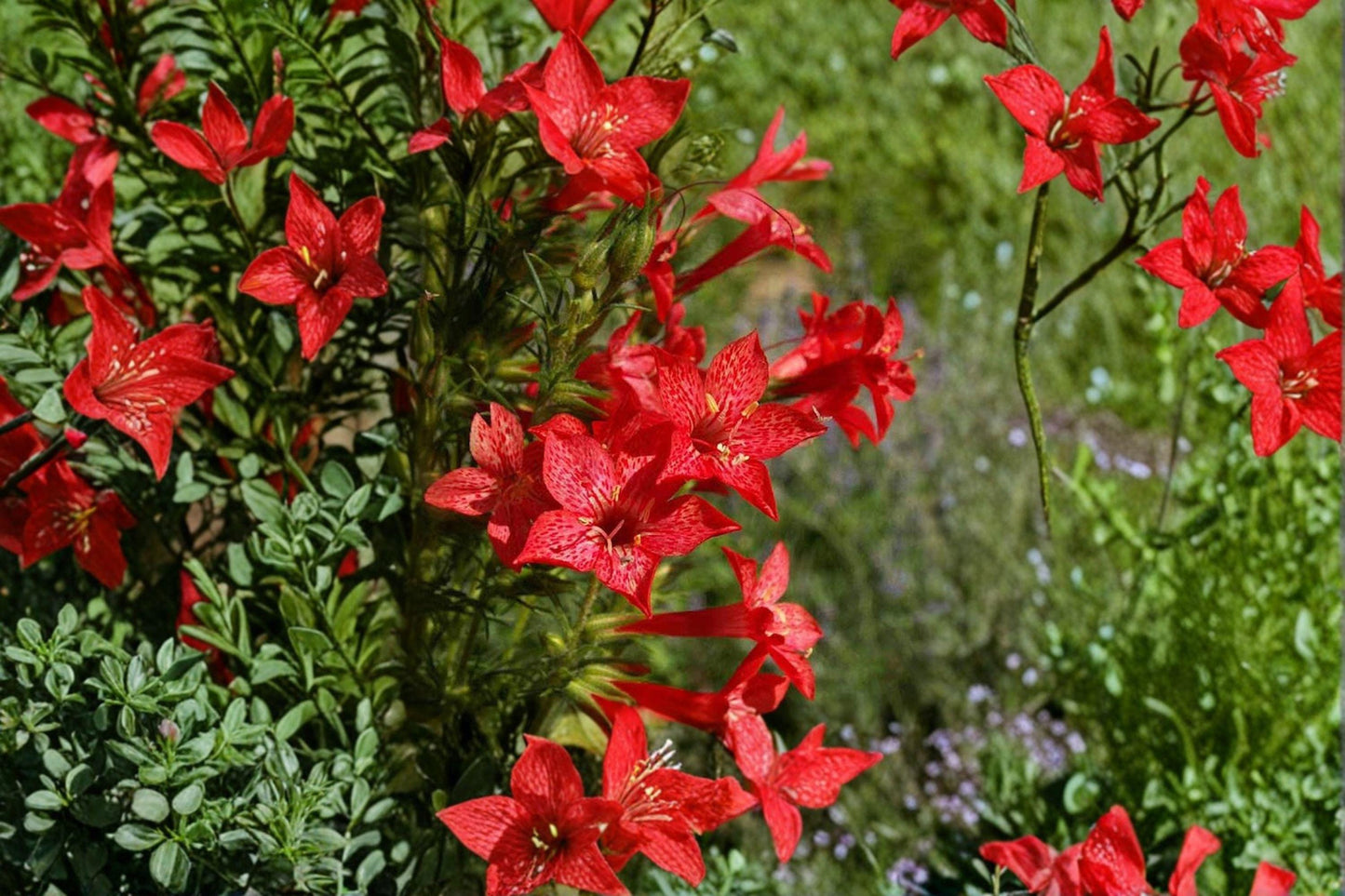 100 Standing Cypress Seeds – Ipomopsis rubra – Red Native Wildflower – Hummingbird Plant