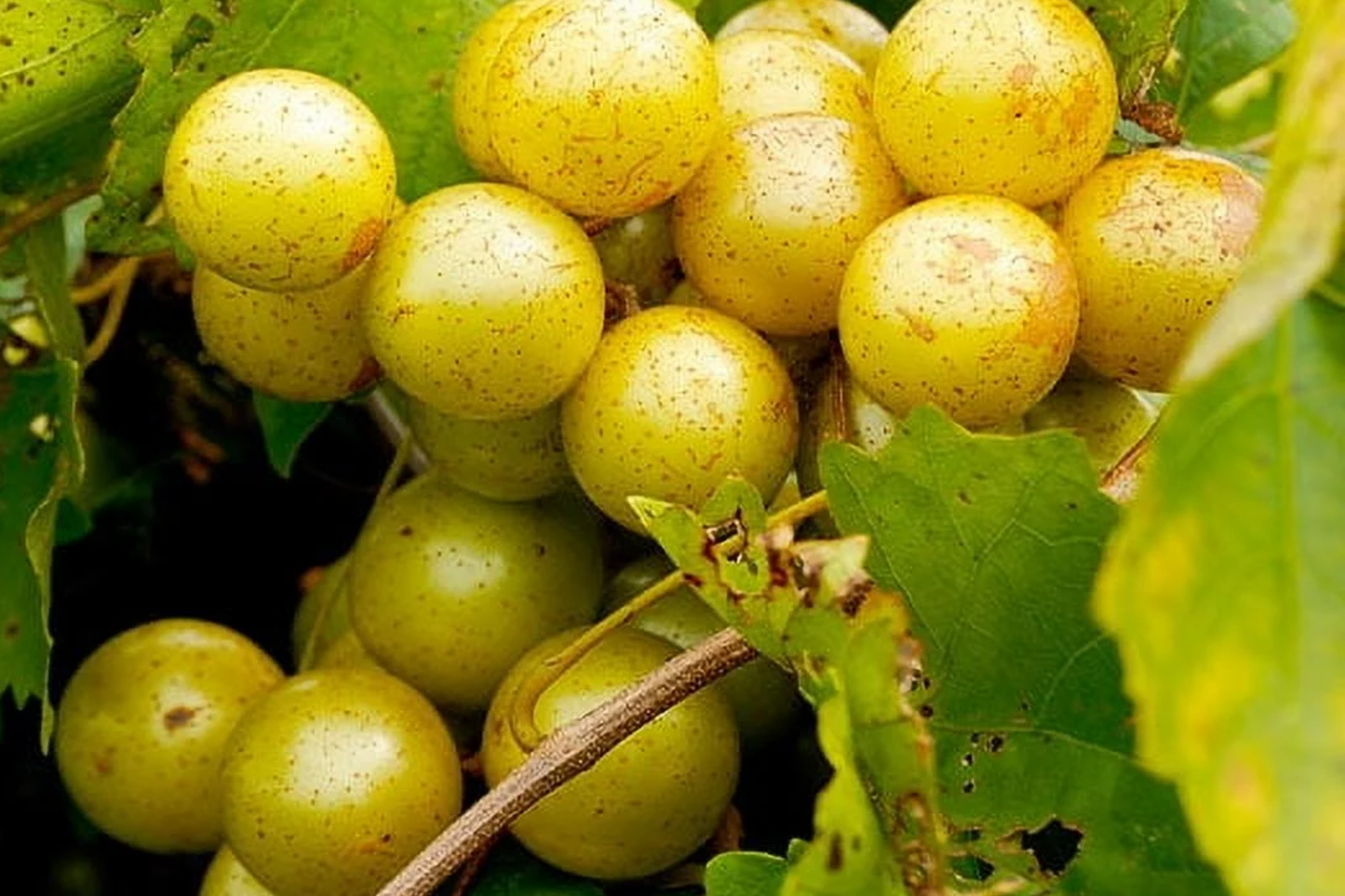 Carlos Bronze Muscadine Grape | 4-8" Live TC Plant | Vitis | Self-Fertile & Edible | Wine and Juice Vine | Cold Hardy |