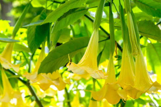 Brugmansia Angel Trumpet Cutting | 4" Unrooted | Tropical Fast-Growing Plant | Exotic Yellow Flowers | Easy to Grow |