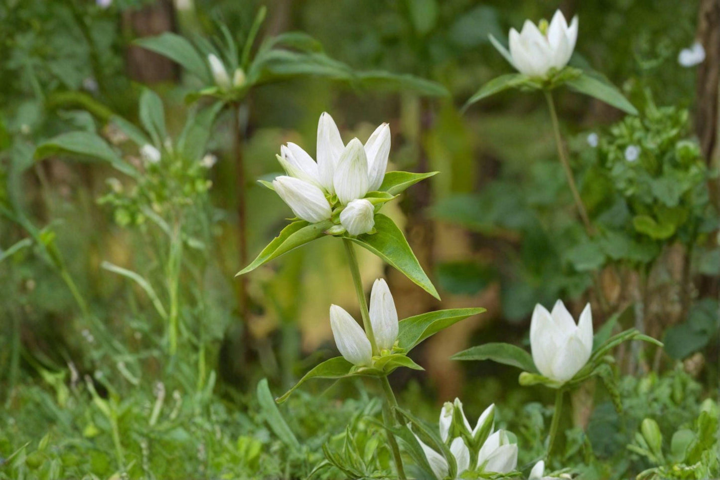 100 Cream Gentian Seeds – Gentiana flavida – Native Wildflower – Late Summer Bloom