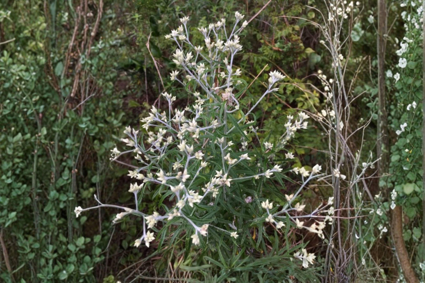 500 Sweet Everlasting Seeds – Pseudognaphalium obtusifolium – Native Wildflower – Pollinator Plant – Prairie Annual