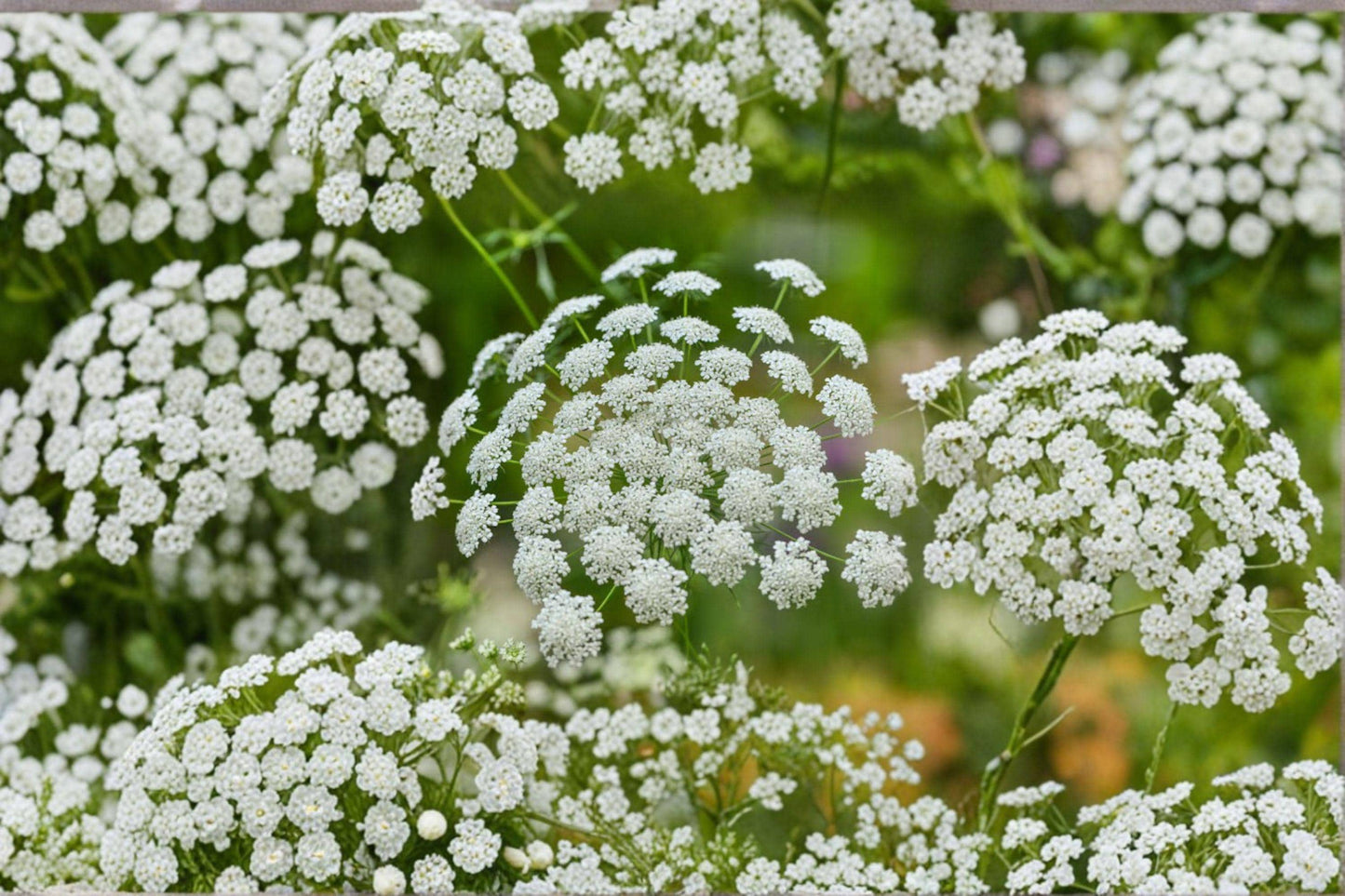 100 Bishops Flower Seeds – Ammi majus – False Queen Annes Lace – Cut Flower – Cottage Garden