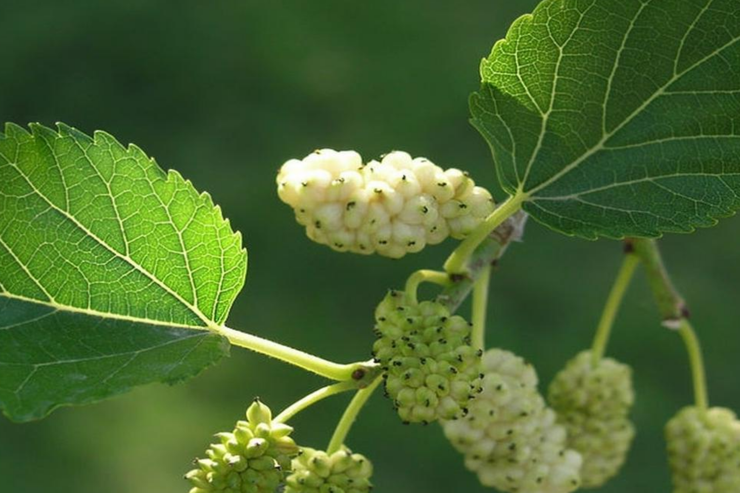 10X White Mulberry Cuttings (Morus Alba) | 6-8" Organic Sweet Fruit Tree | Cold Hardy & Fast Growing | Easy to Root |