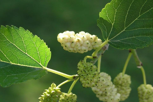 10X White Mulberry Cuttings (Morus Alba) | 6-8" Organic Sweet Fruit Tree | Cold Hardy & Fast Growing | Easy to Root |