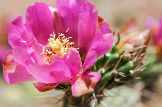 Cylindropuntia Spinosior - Cane Cholla Rooted Cutting | Hardy Cholla Cactus | White Spines & Pink Flowers | Drought-Tolerant