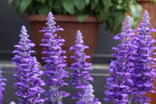 45 Salvia Sallyfun Blue Lagoon Live Plants | Vegetative Cuttings | Hardy Perennial