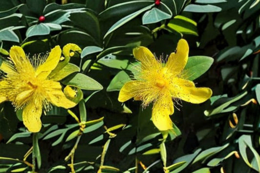 500 St Johns Wort Seeds – Native Hypericum pyramidatum, Pollinator Wildflower