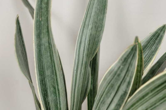Sansevieria Sayuri Snake Plant Cutting (10-12") | Silver-Green Live Air-Purifying Plant